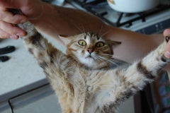 477098_337286282974738_1163371904_o