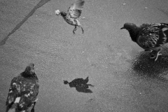 861306_493942873975744_129118986_o